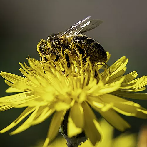 Abeja Melífera Maltesa, ©Terry Caselli, Wikimedia Commons